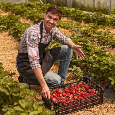 Gardener sitting at bed with box of strawberry and showing to beds